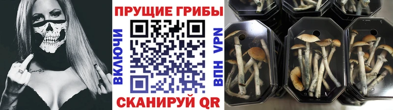 Галлюциногенные грибы Psilocybe  Купить  Солнечногорск 